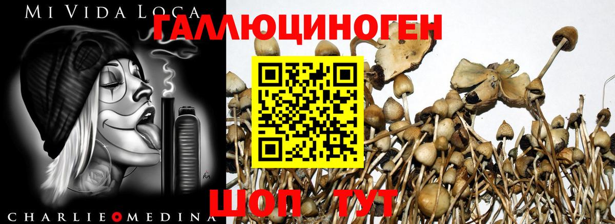 Стрежевой  Псилоцибиновые грибы GOLDEN TEACHER  Псилоцибиновые грибы MAGIC MUSHROOMS  магазин    Вход с VPN 